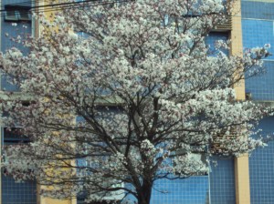 aniversário do Ciro- 70 anos 003