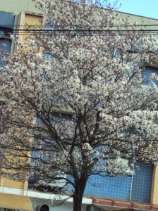 aniversário do Ciro- 70 anos 004