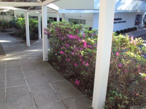 primavera- 11-09-13 001