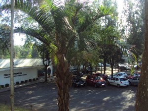 primavera- 11-09-13 002