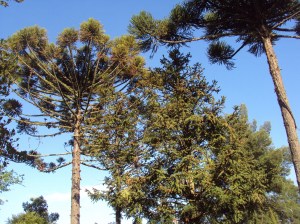 primavera- 11-09-13 004