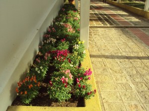 primavera- 11-09-13 009