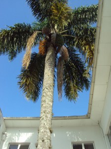 primavera- 11-09-13 011