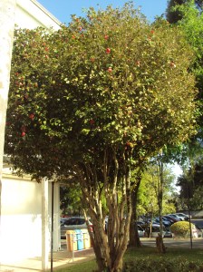 primavera- 11-09-13 014