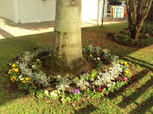 primavera- 11-09-13 015