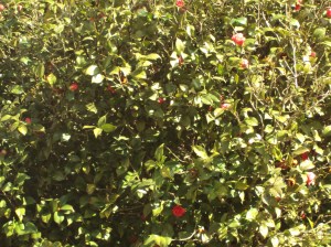 primavera- 11-09-13 016