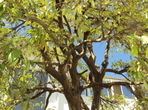 primavera- 11-09-13 018