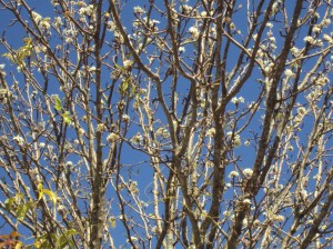 primavera- 11-09-13 020