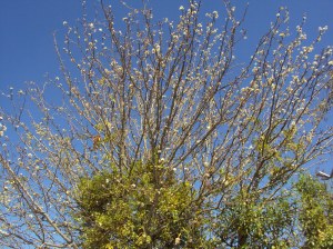 primavera- 11-09-13 021