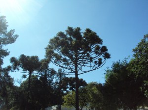 primavera- 11-09-13 022