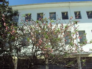 primavera- 11-09-13 023