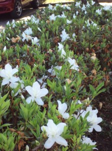 primavera- 11-09-13 025