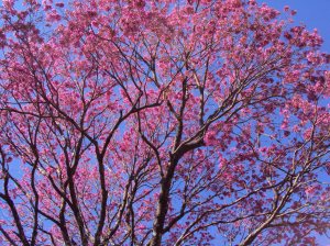 Campo Mourão Cesinha 001