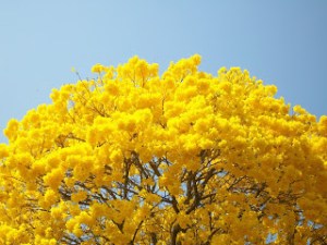 ipe-amarelo